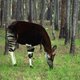 Okapi op lijst bedreigde diersoorten