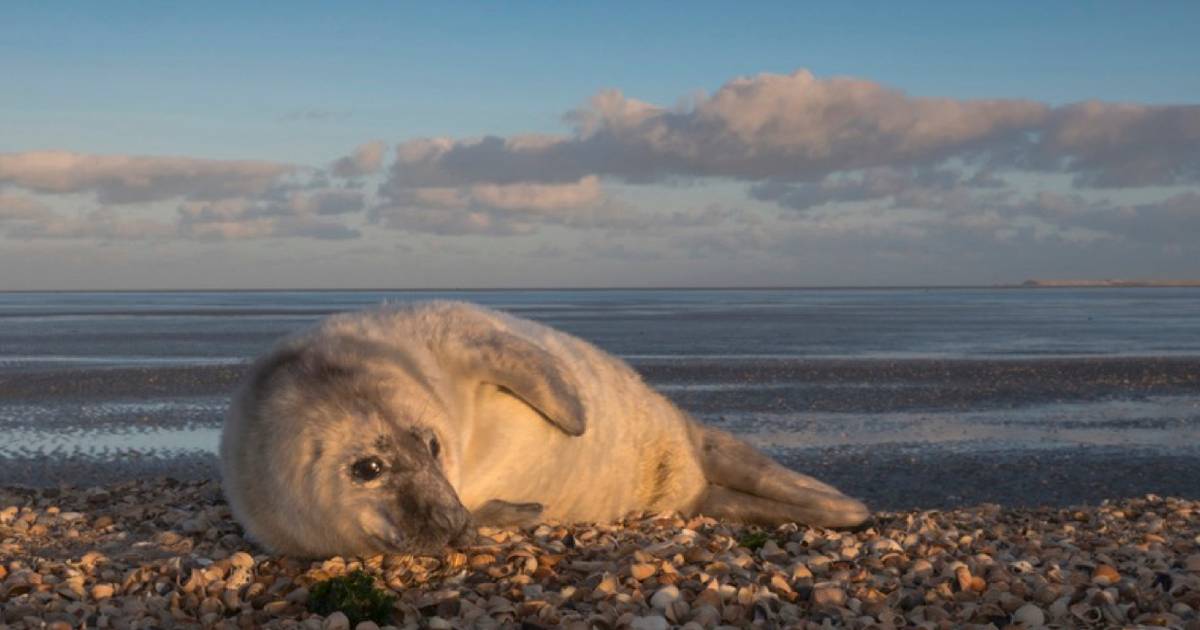 Zeehondencentrum A Seal roept strandgangers op jonge zeehonden met rust te laten | Goeree-Overflakke