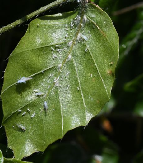 Zachte en droge winter zorgt dit jaar voor meer bladluis, wat schadelijk is voor de natuur