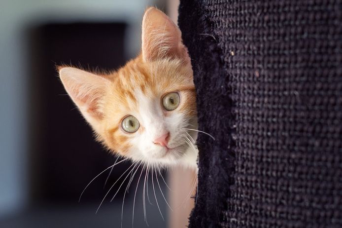 Zwerfdieren uit de gemeente Hellendoorn worden ook de komende jaren opgevangen in het dierenasiel 't Noordbroek in Almelo.