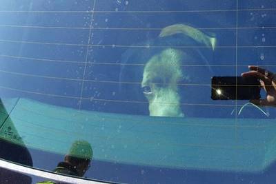 Jongens stelen hond en zetten beestje in geparkeerde auto