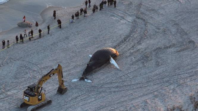 Une baleine à bosse morte échouée sur la côte de New York