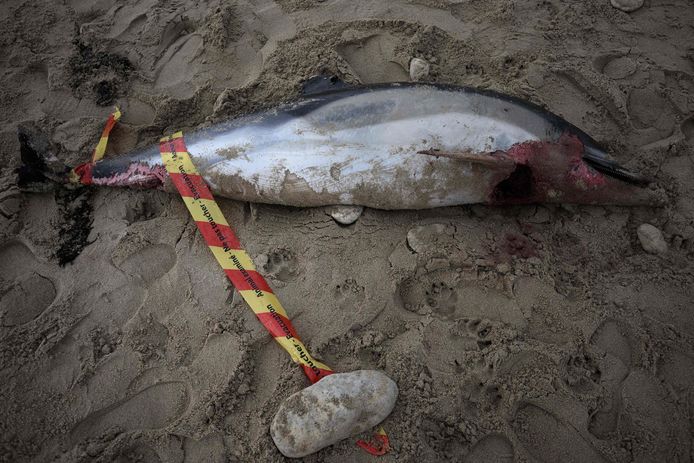 Une carcasse de dauphin retrouvée sur la plage de Le Bois-Plage-en-Re, sur l’Île de Ré, mardi.