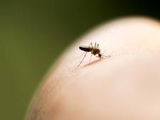 Comment traiter les piqûres d'insectes