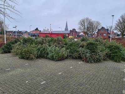 Inzameling kerstbomen uitgegroeid tot traditie voor Bentelose jongeren: ‘Hebben ze eigenlijk niet me