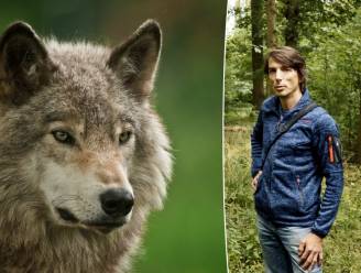 “Een wolf die te dichtbij komt, dat is gedrag dat we niet mogen tolereren": onderzoeker geeft uitleg over wolvengedrag