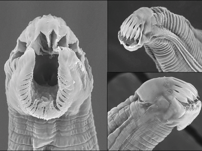 Bekijk de bodem door een microscoop, en je stuit op monsterlijke wezens - die uiterst nuttig blijken