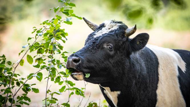 Vrij zeldzaam in Nederland, maar steeds meer in Twente, de oersterke heidekoe