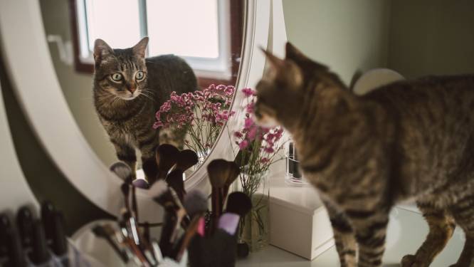 Meubels beschadigd door je huisdier: komt de verzekering tussen? 