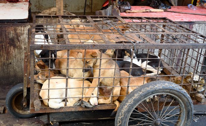 Dit is broeihaard pandemieën”: nieuwe richtlijnen, maar Chinezen blijven hondenvlees kopen | Buitenland