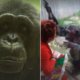 ‘Hij houdt van mij en ik van hem’: bezoekster Antwerpse Zoo krijgt ‘contactverbod’