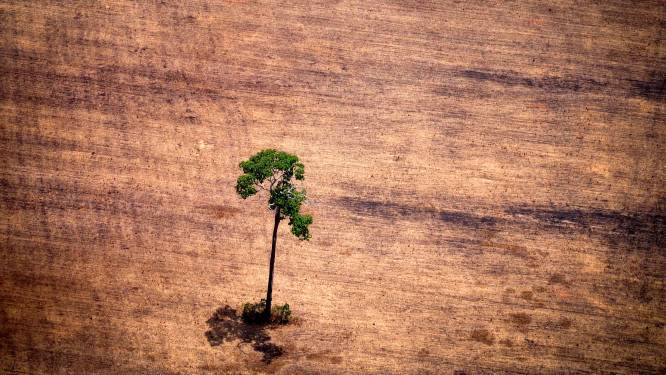 België draaischijf in handel illegaal gekapt tropisch hout