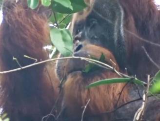VIDEO | Orang-oetan kauwt op geneeskrachtige plant om wond te helen