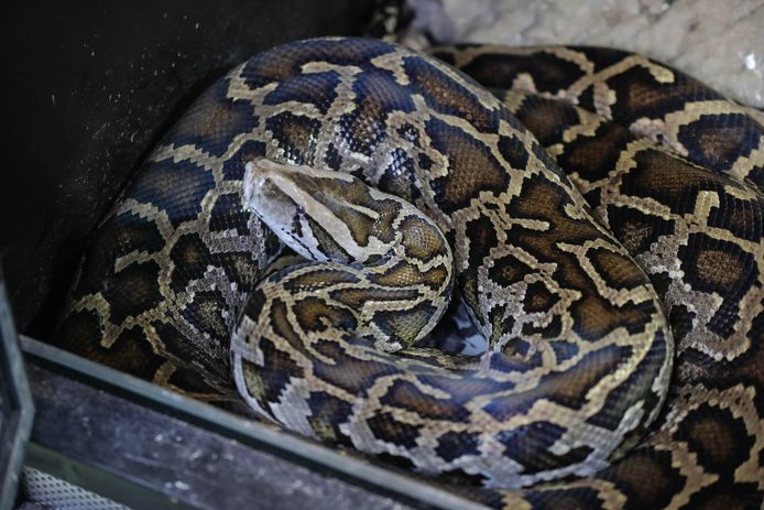 Natuurhulpcentrum Heeft 50 Slangen In De Aanbieding “we Hebben Ook Een Python Van Vier Meter