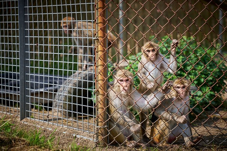 De apen leven samen in groepen van vijftien tot vijftig, op een manier die in elk geval een klein beetje lijkt op het leven in de vrije natuur.  Beeld Phil Nijhuis