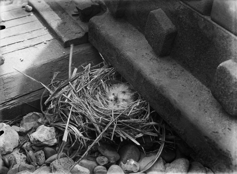 Nest met twee jonge kuifleeuweriken onder de rails vandaan getrokken op het spoorwegemplacement, Apeldoorn (1931). Beeld Richard Tepe / Nederlands Fotomu