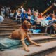 Met je hond naar de bios? Het kan tijdens het Forest Filmfestival!