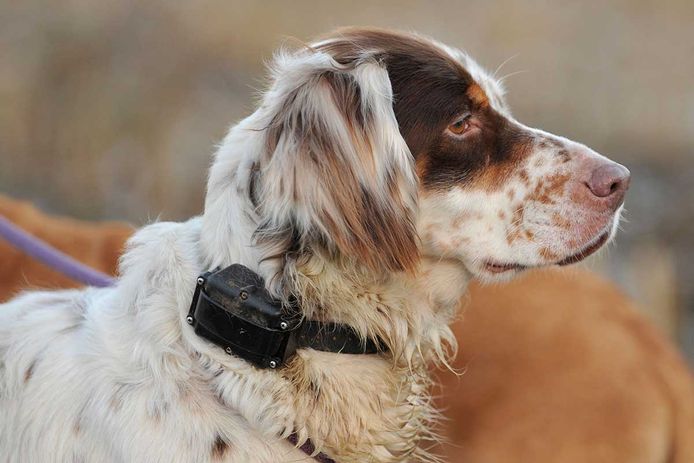 Een stroomhalsband geeft een elektrische schok wanneer het baasje de hond wil vermanen, of wanneer de hond zich buiten een bepaald terrein zoals een tuin zou wagen.