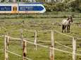 Partij voor de Dieren: ‘Konikpaarden Oostvaardersplassen hebben beschutting nodig’