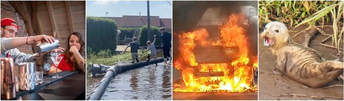 Van allemaal terug op café tot een zeehondje in de Nete: Dit beroerde u het afgelopen jaar.
