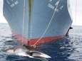 Japanse walvisjagers varen uit naar Antarctica om 333 dwergvinvissen te vangen