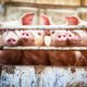 Bekende Nederlanders spreken zich uit tegen de bio-industrie