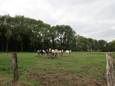 De Merel in Brecht is een domein van in totaal 160 hectare.
