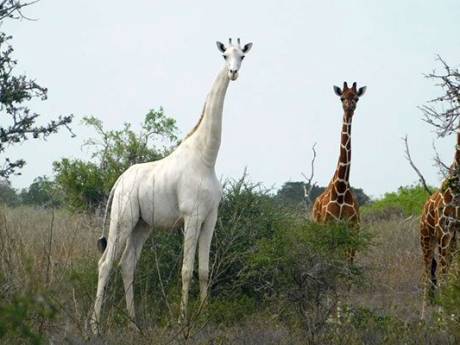 Zeer zeldzame witte giraf en haar jong gedood door stropers in Kenia