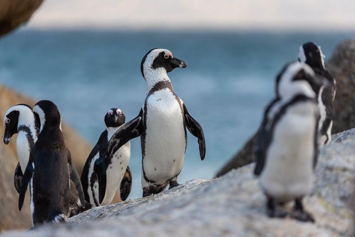 op tijd Tutor Piraat Zwerm bijen doodt 63 bedreigde pinguïns in Zuid-Afrika | Dieren | hln.be
