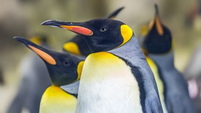 In Canada is het zo koud dat sommige pinguïns uit de dierentuin binnen moeten blijven 