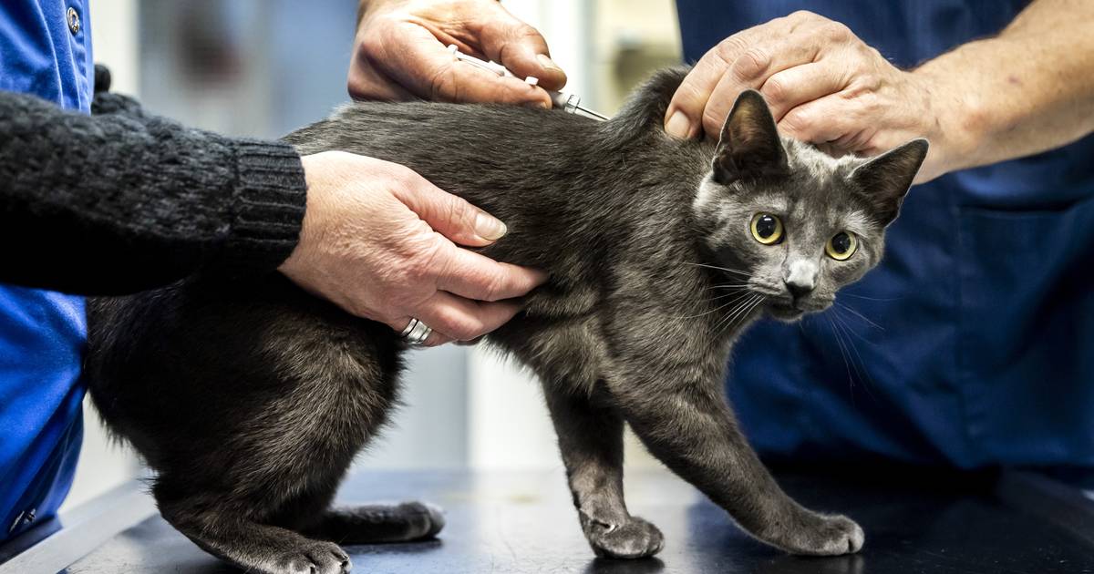 Kattenbezitters opgelet: chip je viervoeter voor maar 10 euro in Leidschendam-Voorburg