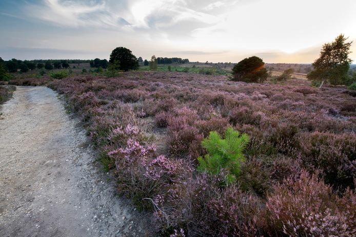 Paarse heide in de late zomer van 2020.