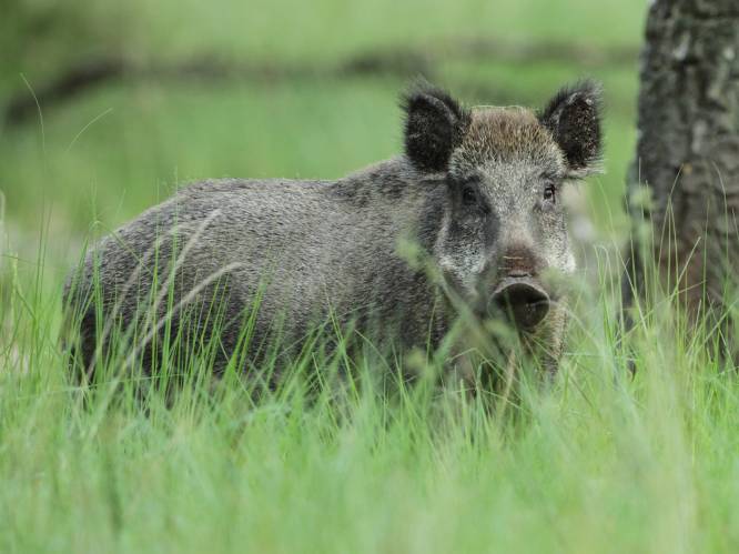 Varkenspest rukt op: Nationaal park De Hoge Veluwe dicht voor zwijnen