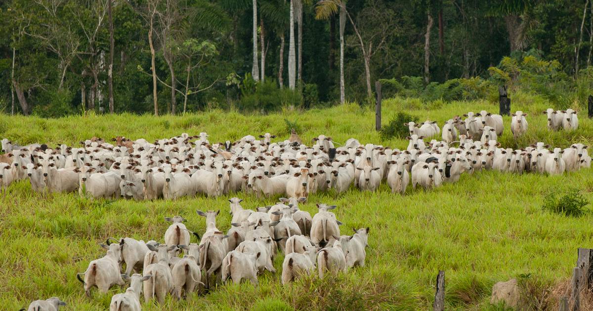 Brazil halts beef exports to China after case of mad cow disease |  Abroad
