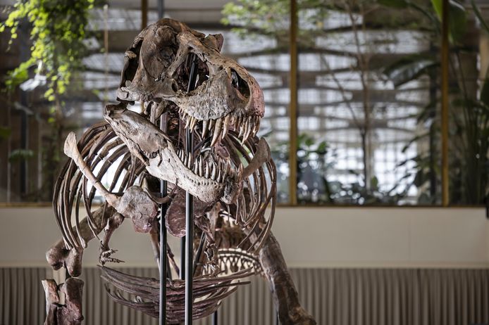 Dit Tyrannosaurus rex-skelet, genaamd Trinity, wordt dinsdag geveild door veilinghuis Koller in het Zwitserse Zurich.
