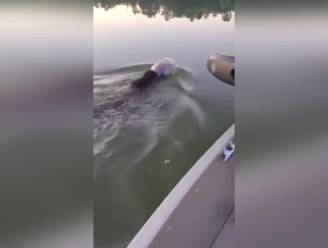 Koppel bevrijdt beer die met plastic emmertje over zijn kop rondzwemt