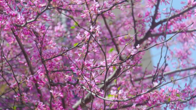 Bloemen van de judasboom lijken op kaal hout geplakt