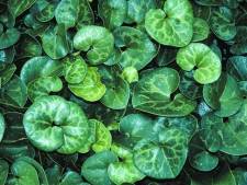 Deze planten geven de tuin een glans (maar benadelen hun doffe buren)