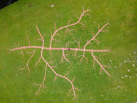 ‘Respire, the world begins with trees’, kunstwerk van Jennifer Tee in Park Sonsbeek in Arnhem.