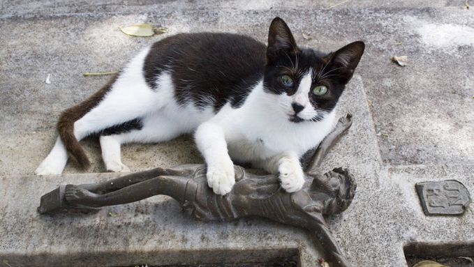 Un Chat Se Rend Chaque Jour Sur La Tombe De Son Maitre Insolite 7sur7 Be