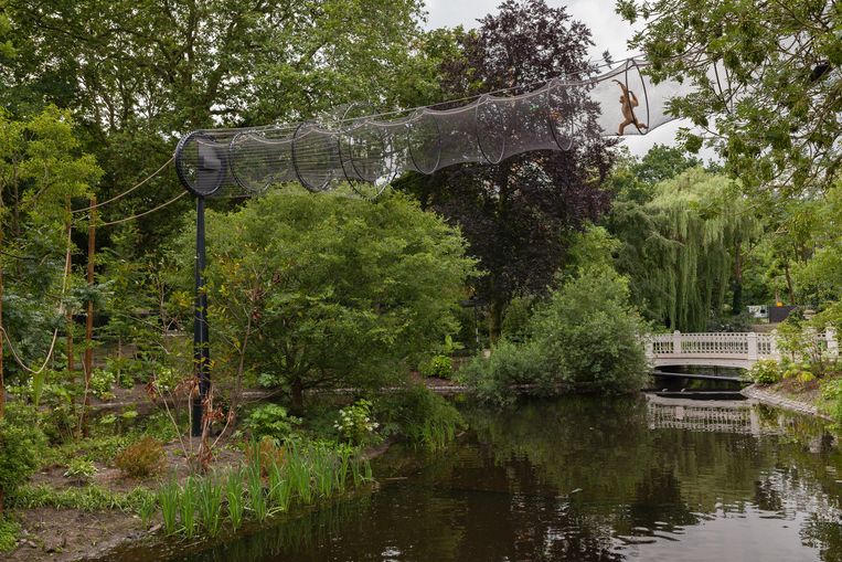 De leeuwen hebben het nakijken in Artis: de gibbons kregen al een nieuw en ruimer verblijf mét luchtbrug