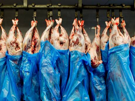 NVWA moet coronaplan slachterijen voor Offerfeest opnieuw toetsen