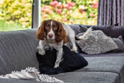 Hond Yip kan iets bijzonders: ze speurt bedwantsen op (en daar zijn er steeds meer van)