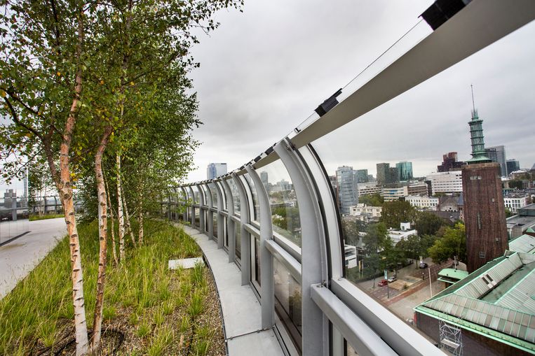Het dakbos van depot Boijmans van Beuningen heeft de rooftop award 2020 gewonnen. Met 75 bomen van tien meter hoog is het een klein bos in een grote stad.  Beeld Arie Kievit