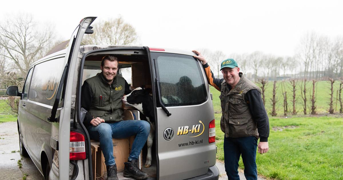 Sperma ‘vangen’ van wel 300 stieren per jaar, Tjeerd doet het voor de kost