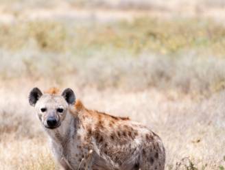 Hyena's van bevoorrechte families worden minder ziek