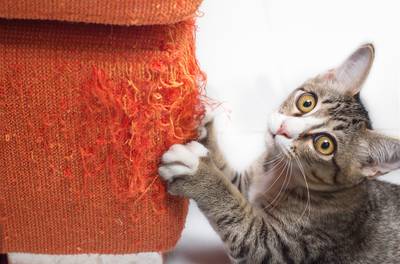 Poes in huis: hoe bescherm je je meubels? En waar plaats je de eet-, drink- en kattenbakken?