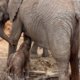 Olifant laat trots haar baby zien aan redders