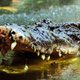 Vrouw aangevallen door krokodil tijdens 'stupide' duik in zee