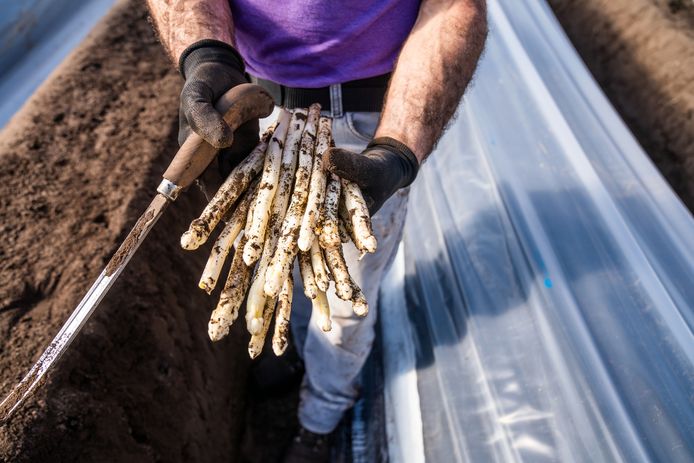 Door de koude maand maart begint het aspergeseizoen in Gelderland in sommige regio’s later dan de afgelopen jaren.